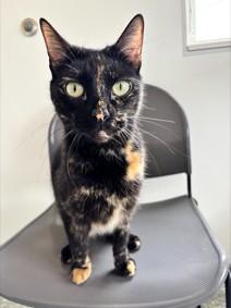 Enlarge Lu, a ADOPTABLE Domestic Short Hair in Waldport, OR image 1/1