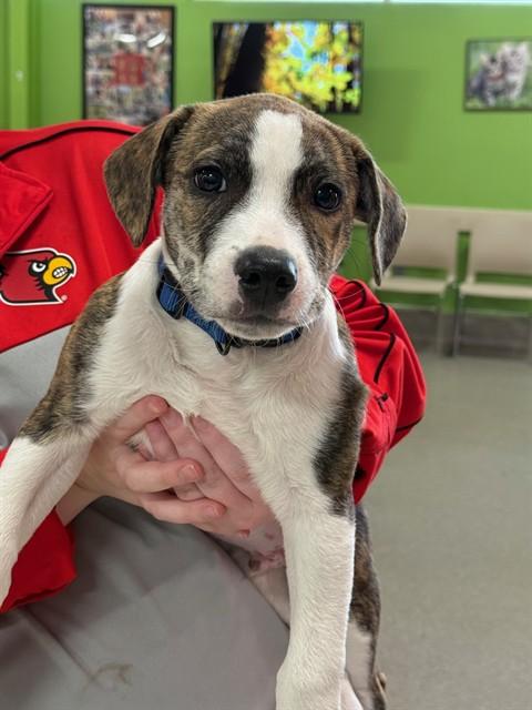 Enlarge A790045, a Adoptable mixed breed in Louisville, KY image 1/1