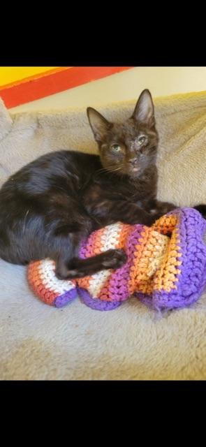 Enlarge CUMULUS!, a Adoptable mixed breed in Owensboro, KY image 3/5