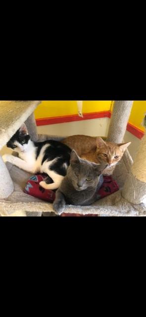 Enlarge CUMULUS!, a Adoptable mixed breed in Owensboro, KY image 5/5