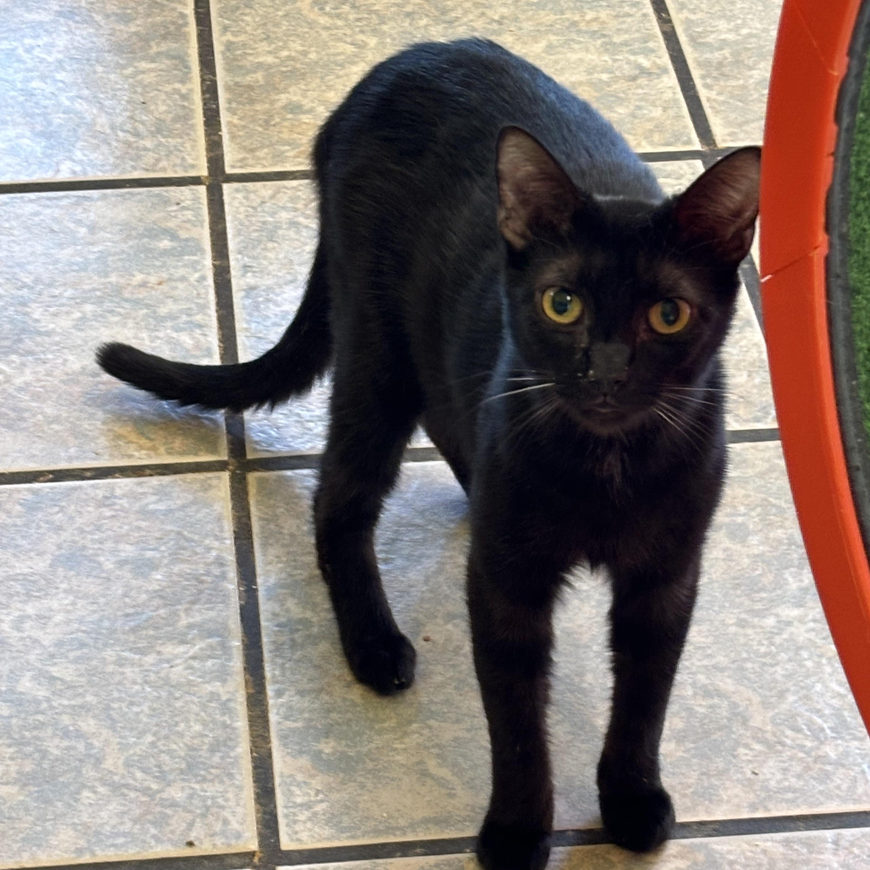CUMULUS!, Adoptable, Young Male Domestic Short Hair.