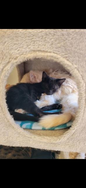 Enlarge CUMULUS!, a Adoptable mixed breed in Owensboro, KY image 2/5