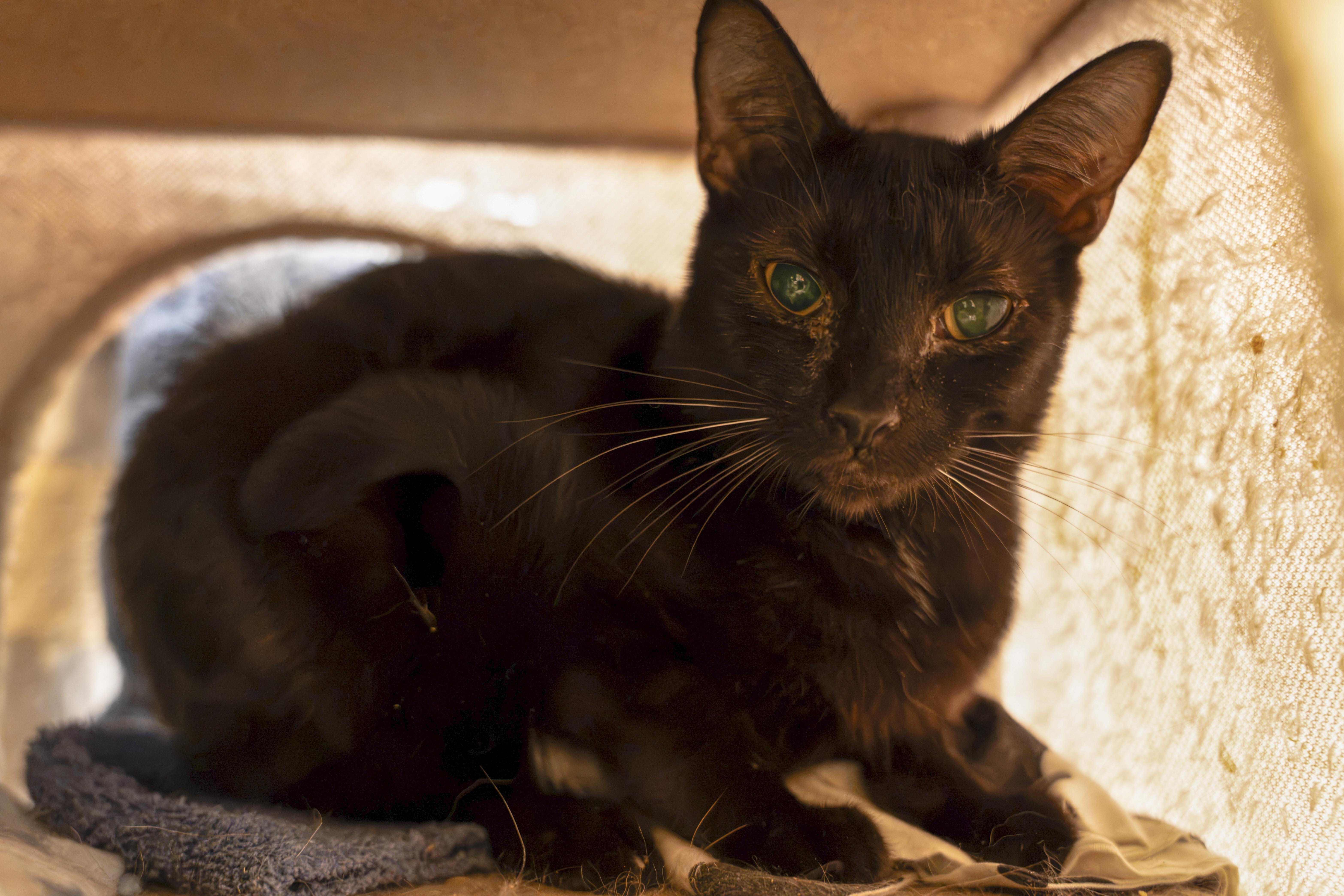 Enlarge CUMULUS!, a Adoptable mixed breed in Owensboro, KY image 6/6
