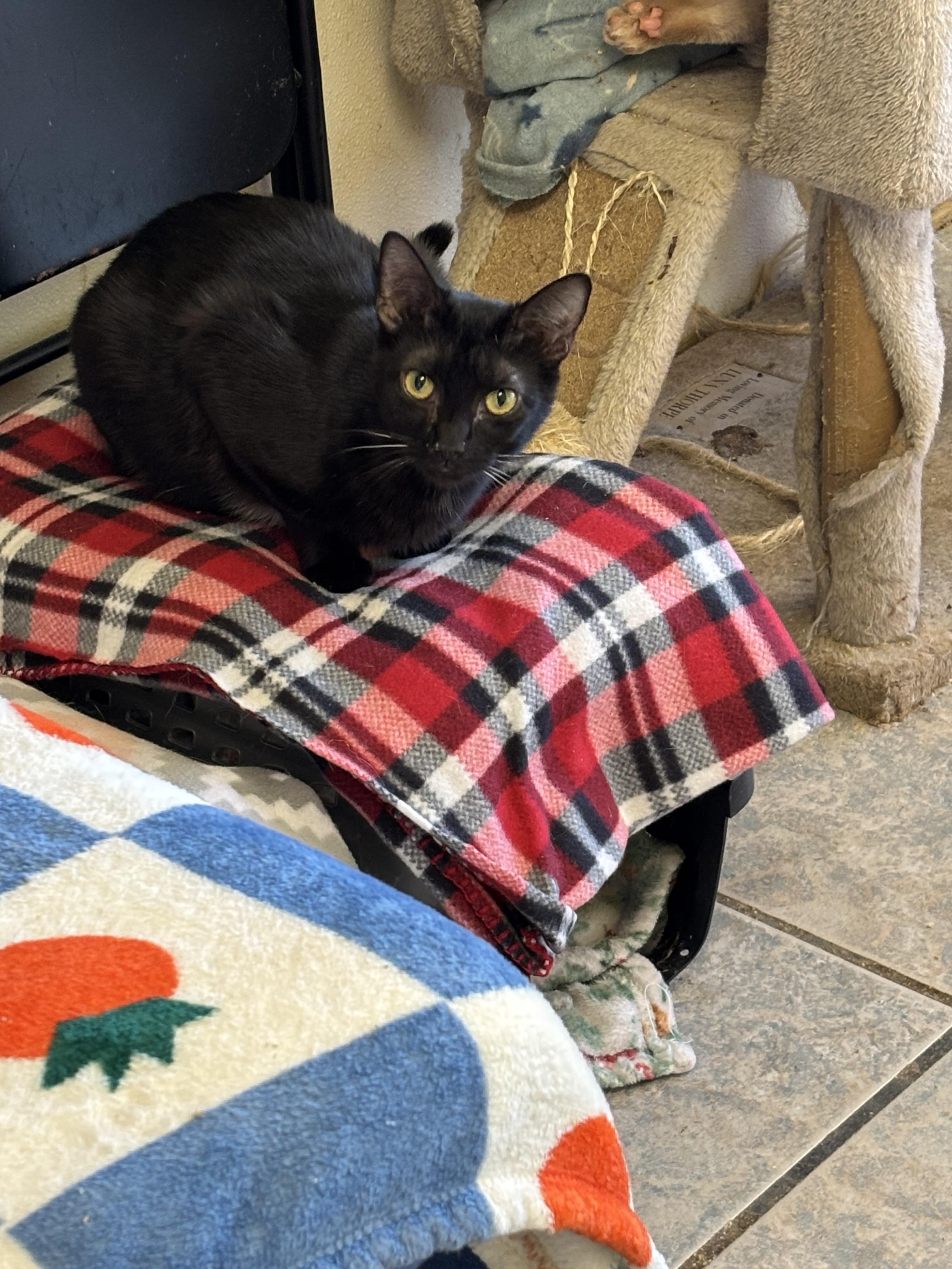 Enlarge CUMULUS!, a Adoptable mixed breed in Owensboro, KY image 2/6