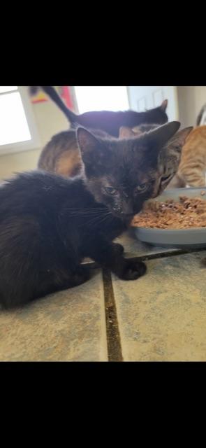 Enlarge CUMULUS!, a Adoptable mixed breed in Owensboro, KY image 4/5