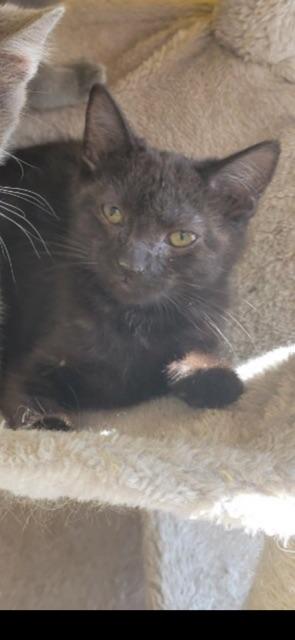 Enlarge CUMULUS!, a Adoptable mixed breed in Owensboro, KY image 1/5