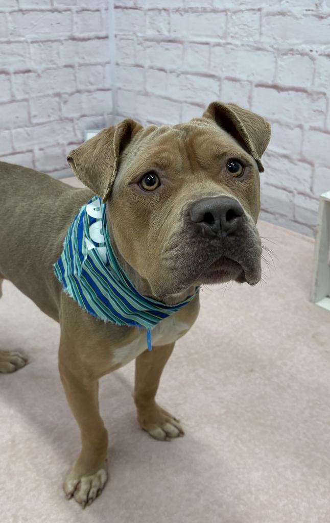 Enlarge Pepperidge Farm, a Adoptable mixed breed in Detroit, MI image 1/6