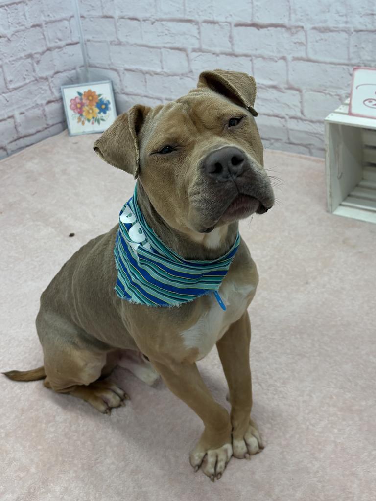 Enlarge Pepperidge Farm, a Adoptable mixed breed in Detroit, MI image 2/6