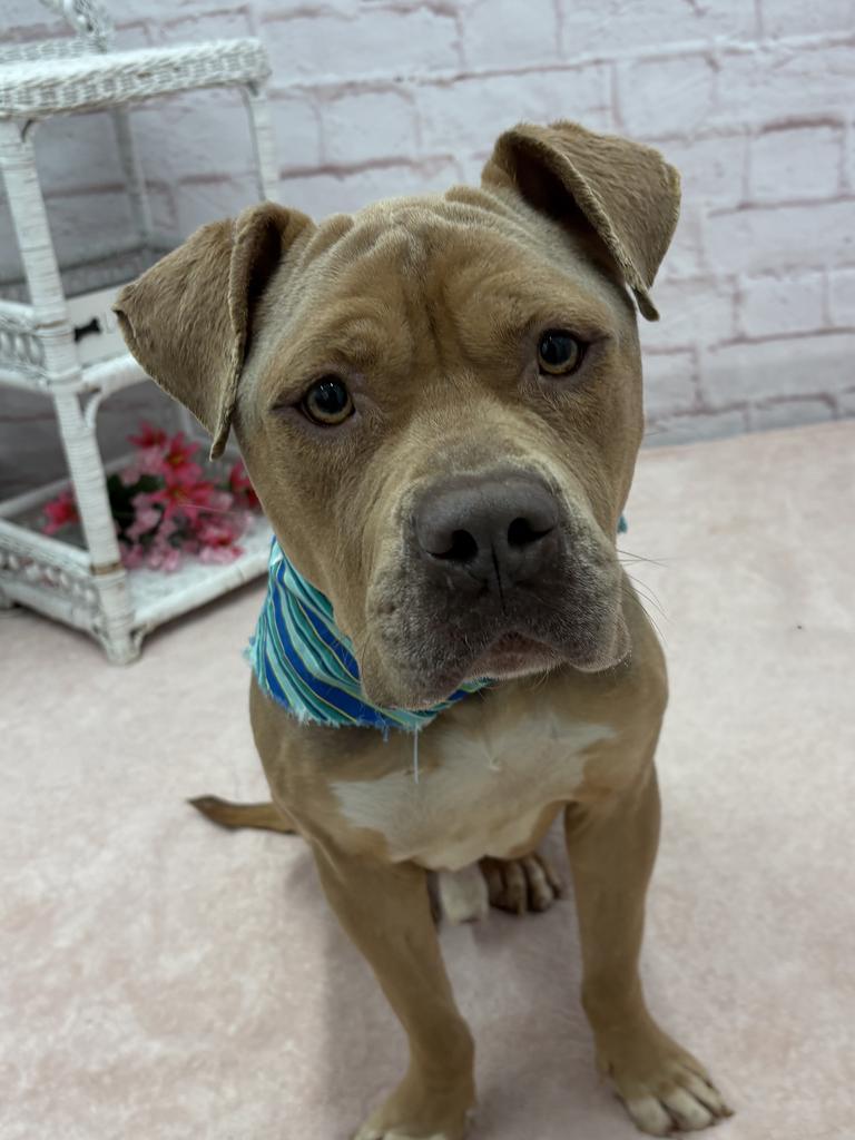 Enlarge Pepperidge Farm, a Adoptable mixed breed in Detroit, MI image 3/6