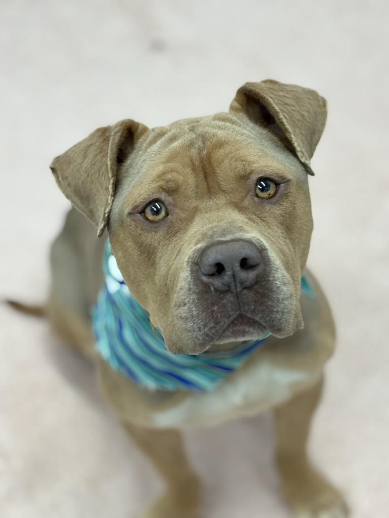 Enlarge Pepperidge Farm, a Adoptable mixed breed in Detroit, MI image 4/6