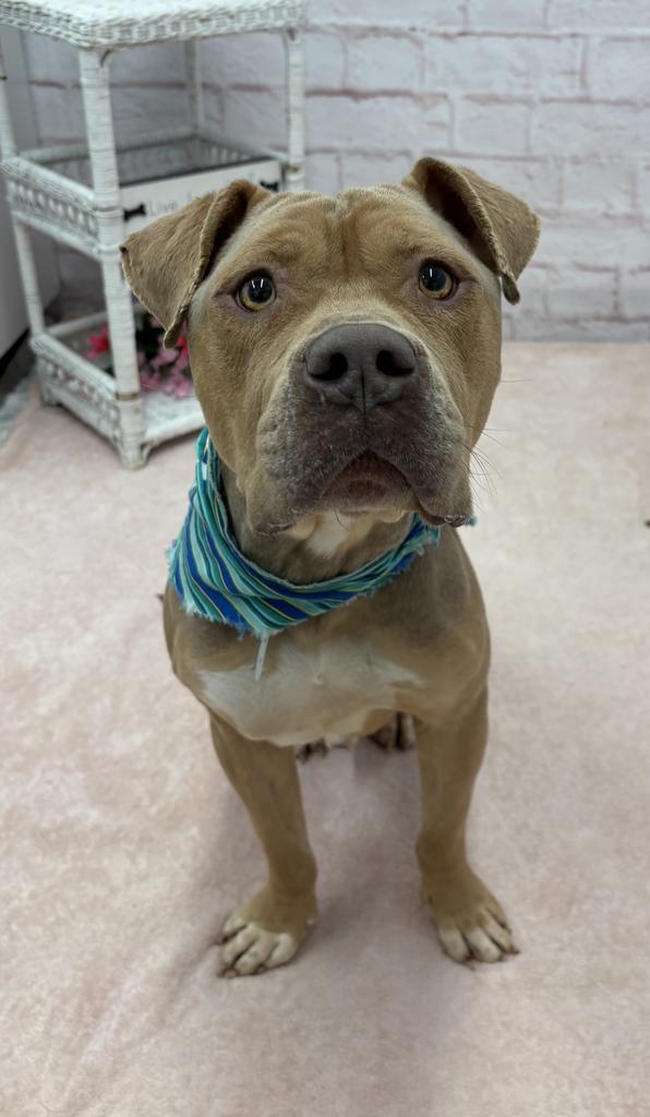 Enlarge Pepperidge Farm, a Adoptable mixed breed in Detroit, MI image 5/6