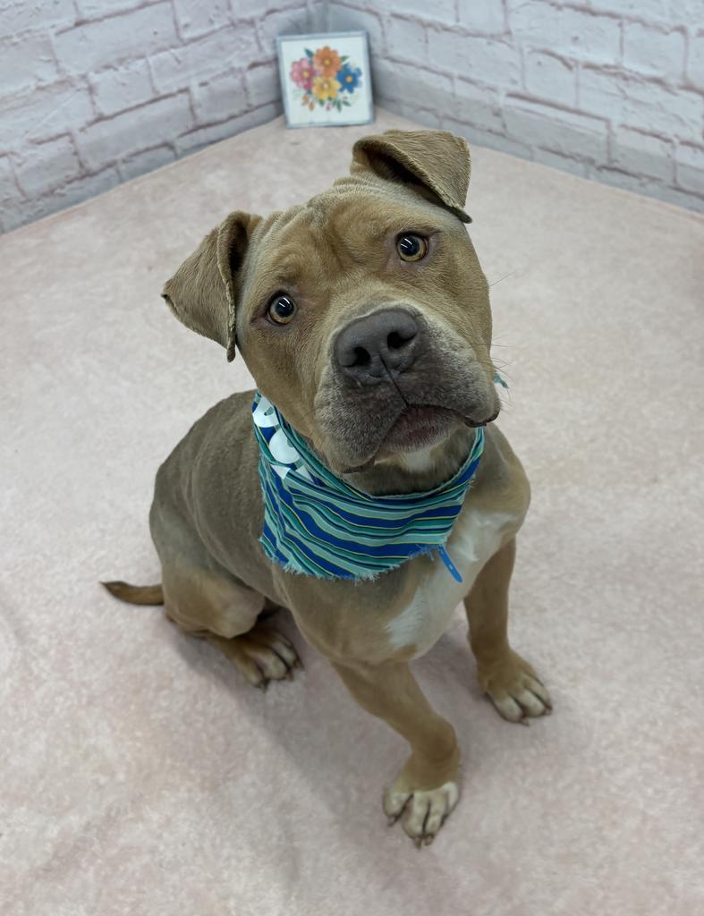 Enlarge Pepperidge Farm, a Adoptable mixed breed in Detroit, MI image 6/6