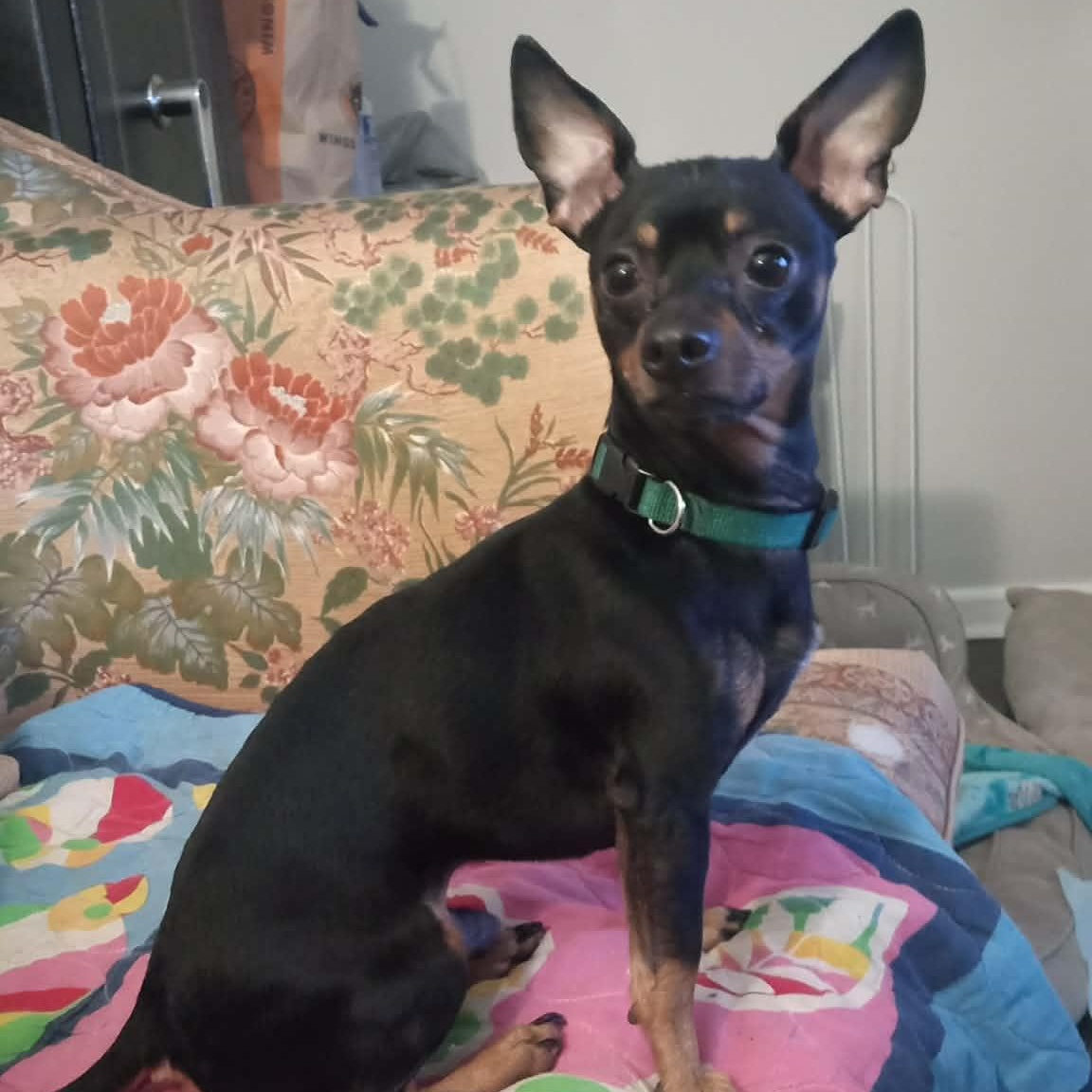 Dewey, adopted, Adult Male Miniature Pinscher & Chihuahua.