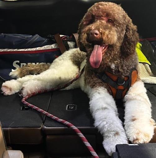 Goose, Adopted, Young Male Golden Retriever & Poodle.