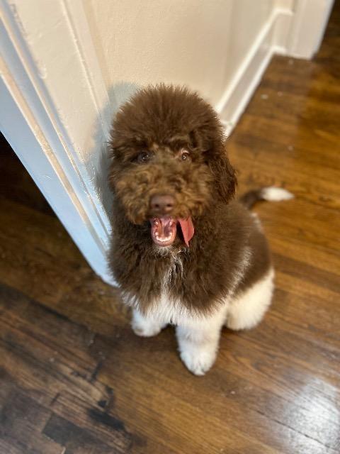 Enlarge Goose, a Adopted mixed breed in Little Rock, AR image 2/2