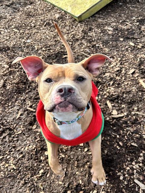 ZARA, Adoptable, Young Female Pit Bull Terrier.