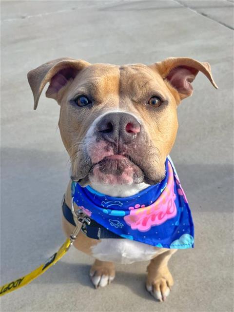 ZARA, Adoptable, Young Female Pit Bull Terrier.