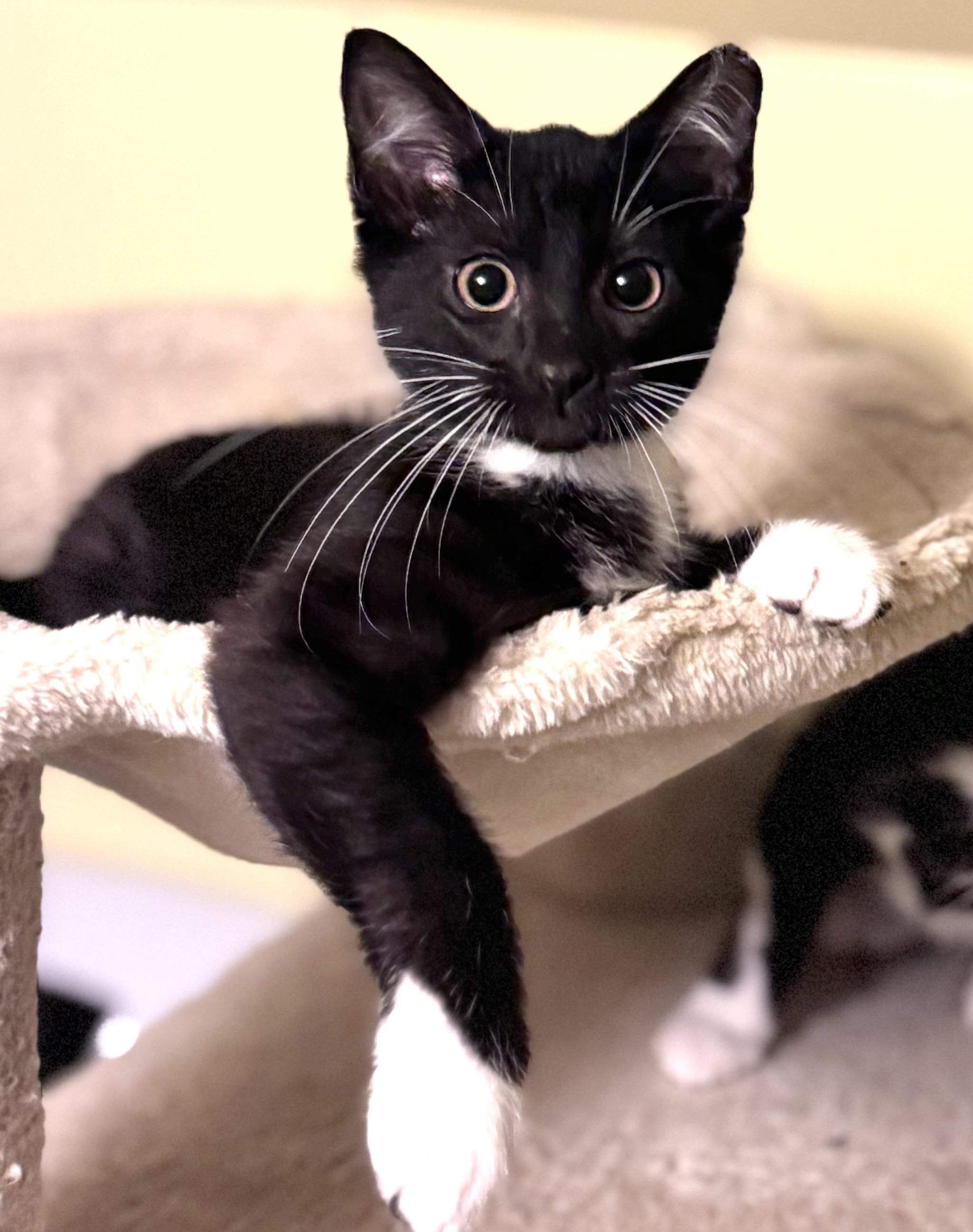 Shimmer, an adoptable Domestic Medium Hair in Sedalia, MO image 4/5