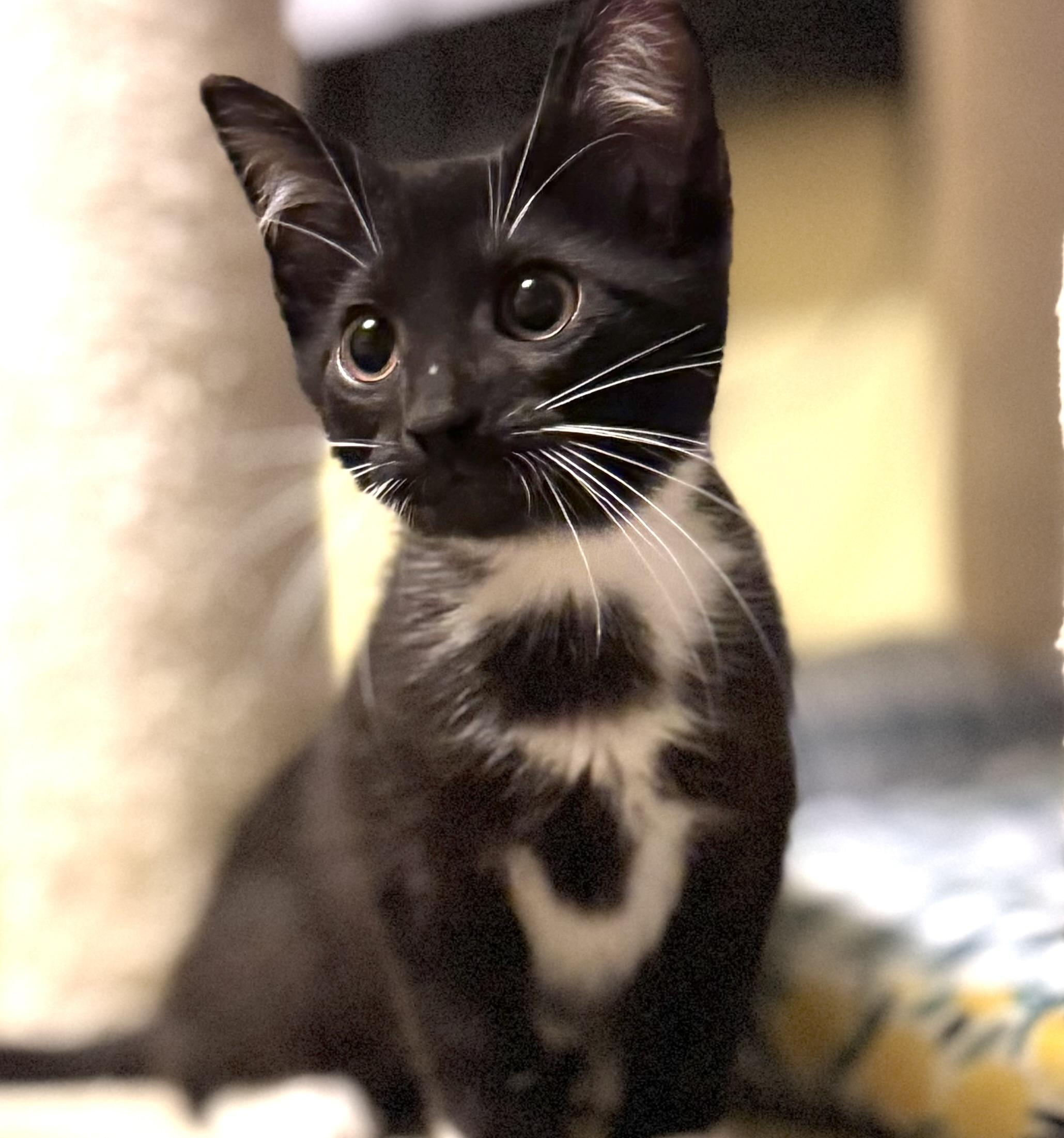 Shimmer, an adoptable Domestic Medium Hair in Sedalia, MO image 1/5