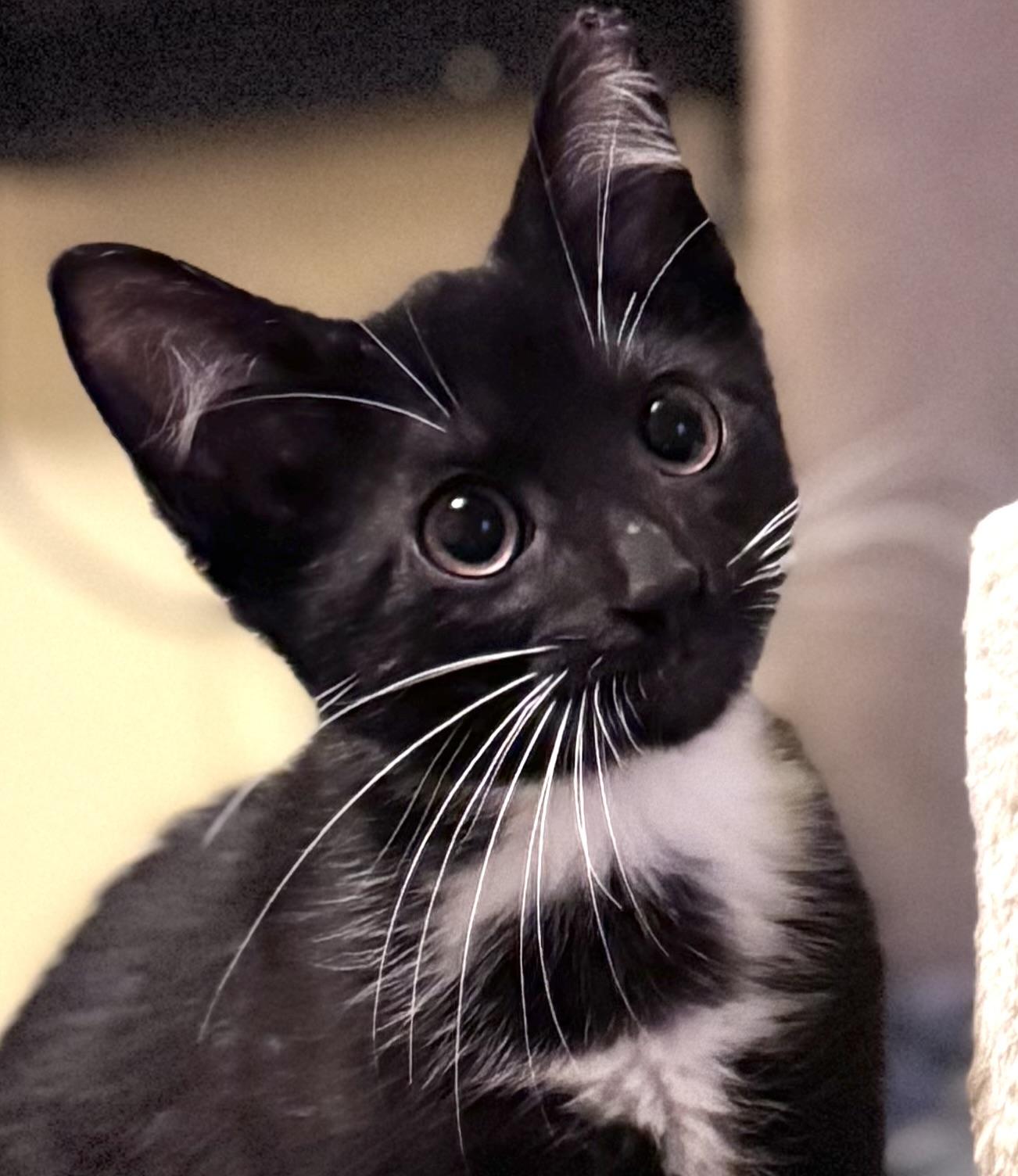 Shimmer, an adoptable Domestic Medium Hair in Sedalia, MO image 2/5
