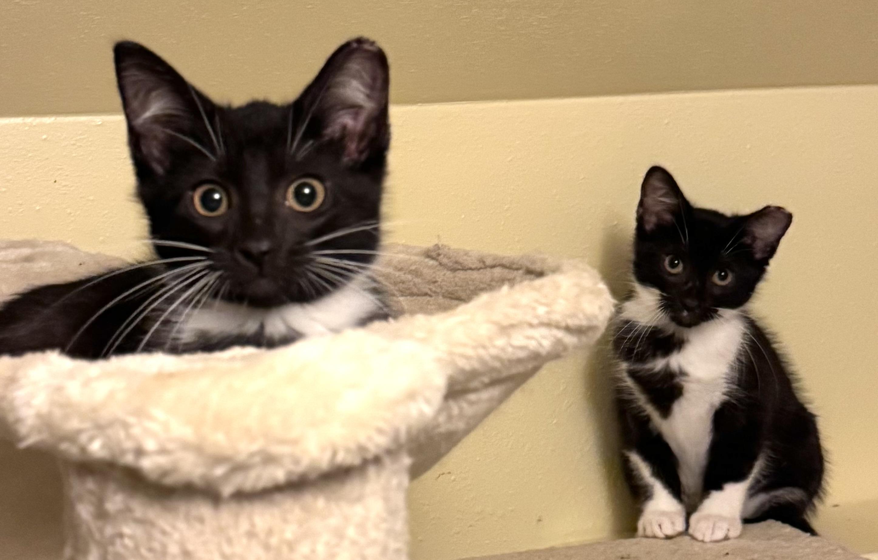 Shimmer, an adoptable Domestic Medium Hair in Sedalia, MO image 5/5