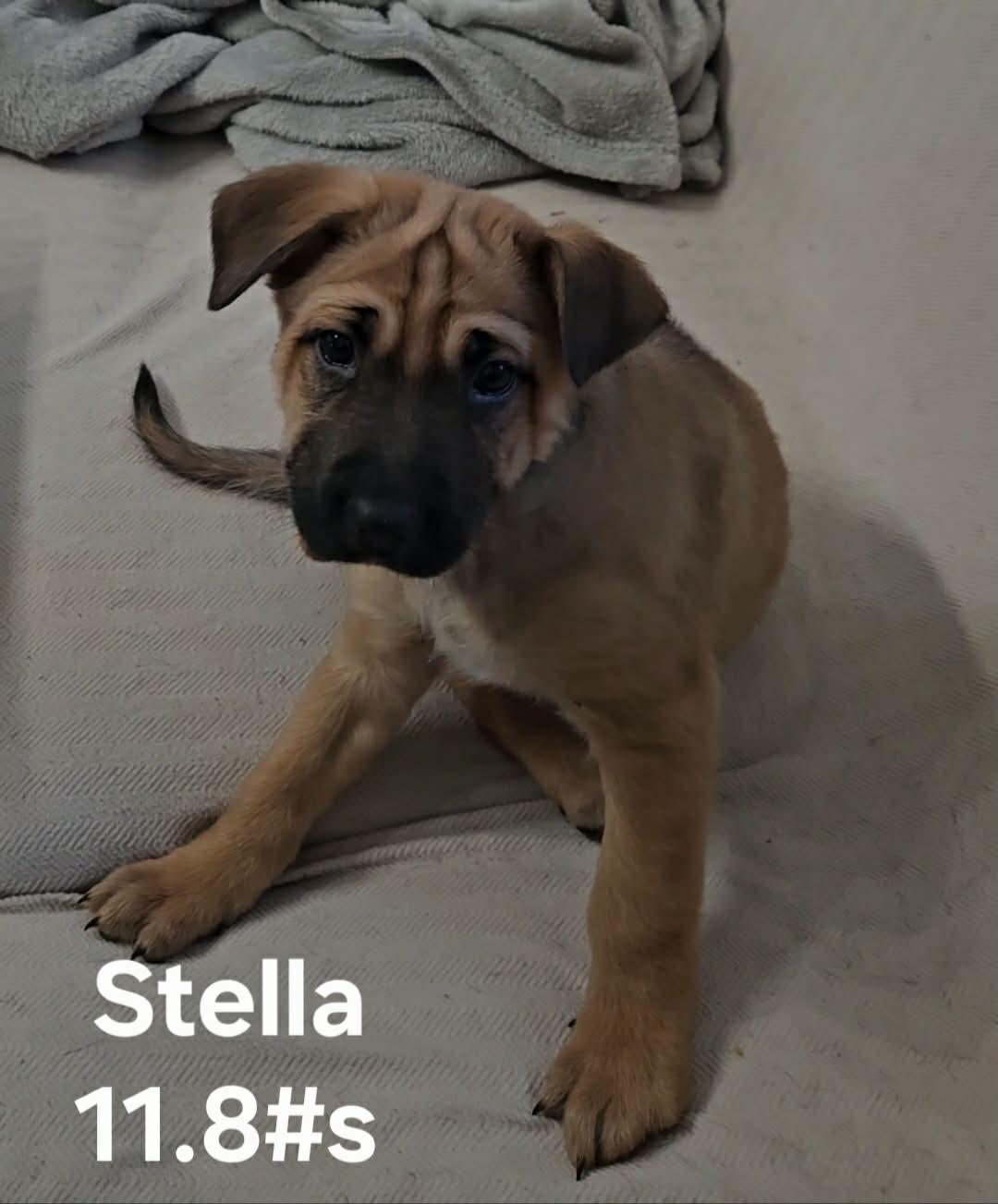 Enlarge Stella, a ADOPTABLE mixed breed in Union Grove, WI image 1/1