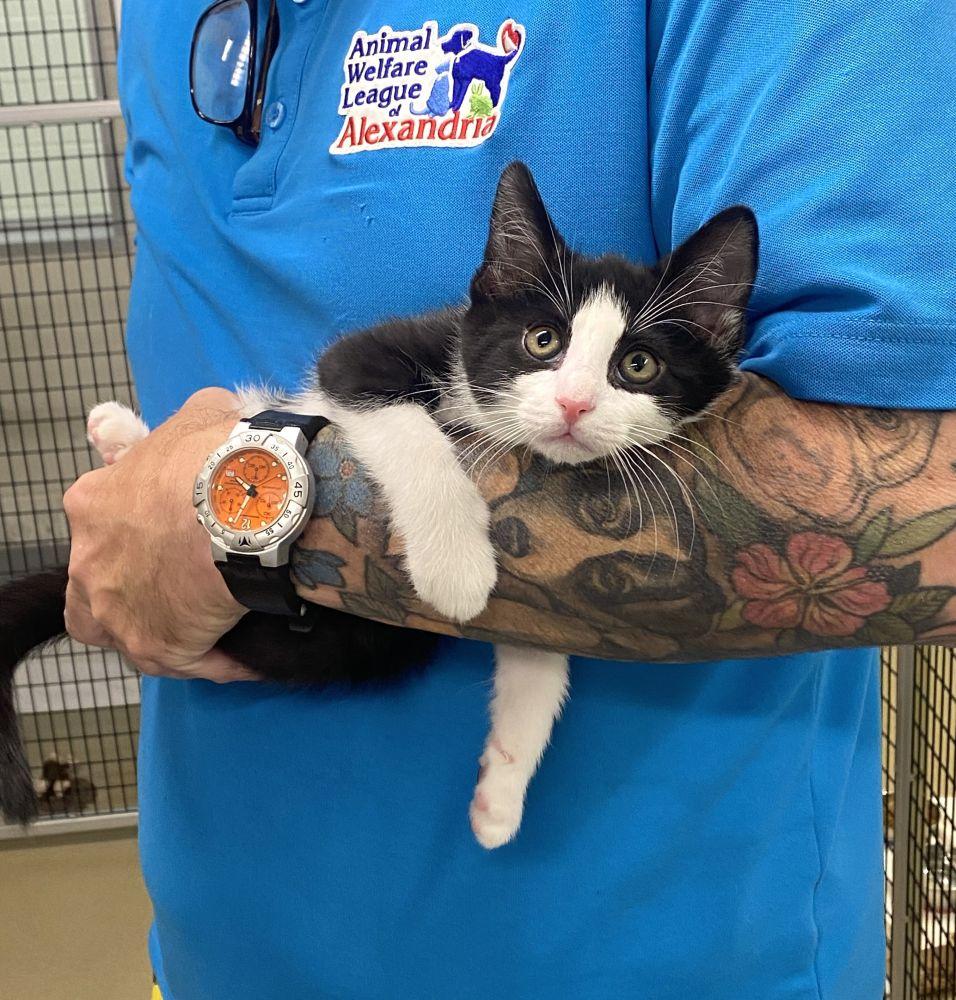 Quark, Adoptable, Kitten Male Domestic Short Hair.