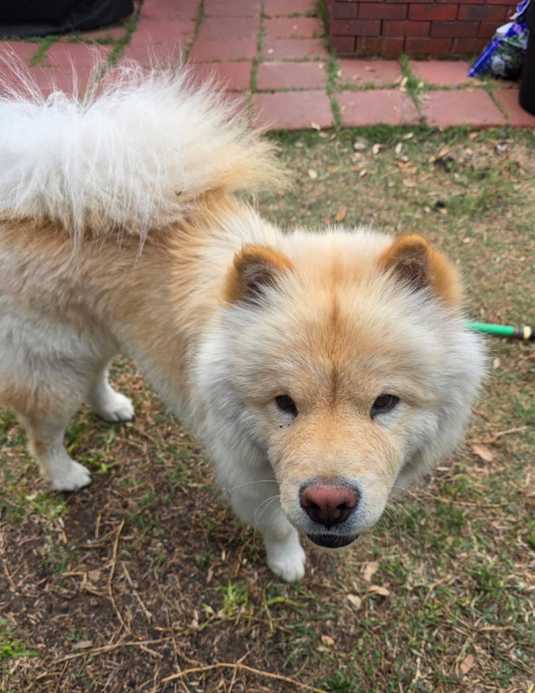 Enlarge MACIE, a Adoptable Chow Chow in San Antonio, TX image 1/3