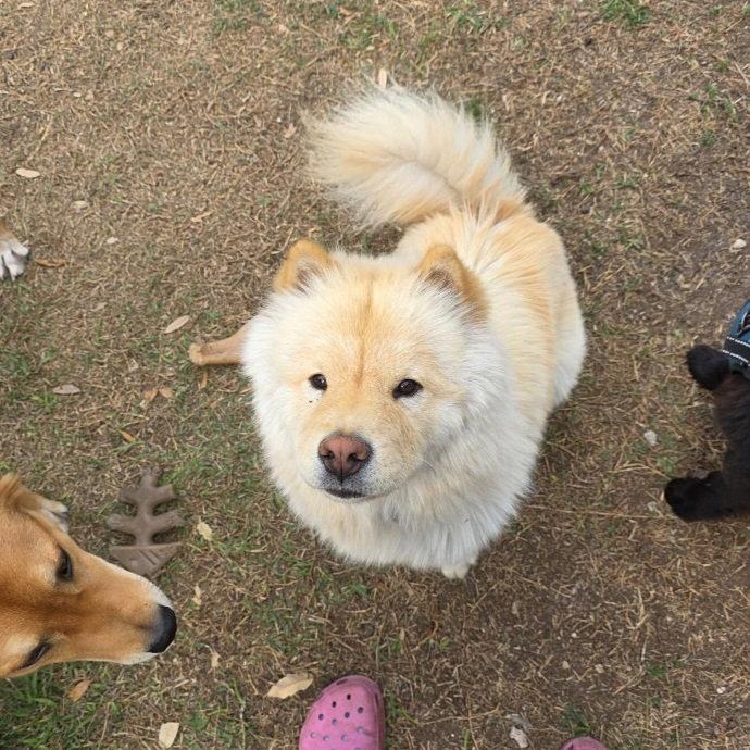 Enlarge MACIE, a Adoptable Chow Chow in San Antonio, TX image 2/3