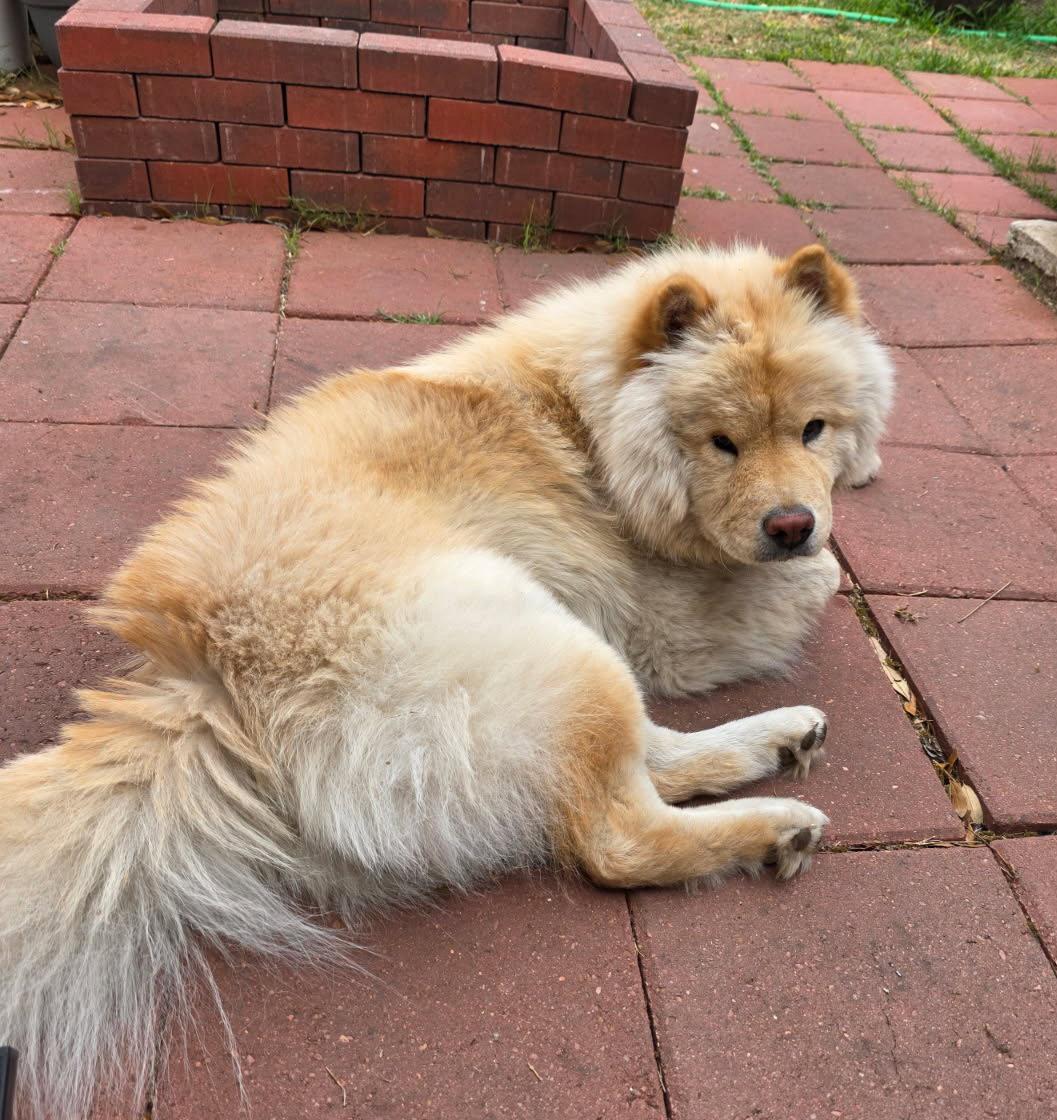 Enlarge MACIE, a Adoptable Chow Chow in San Antonio, TX image 3/3