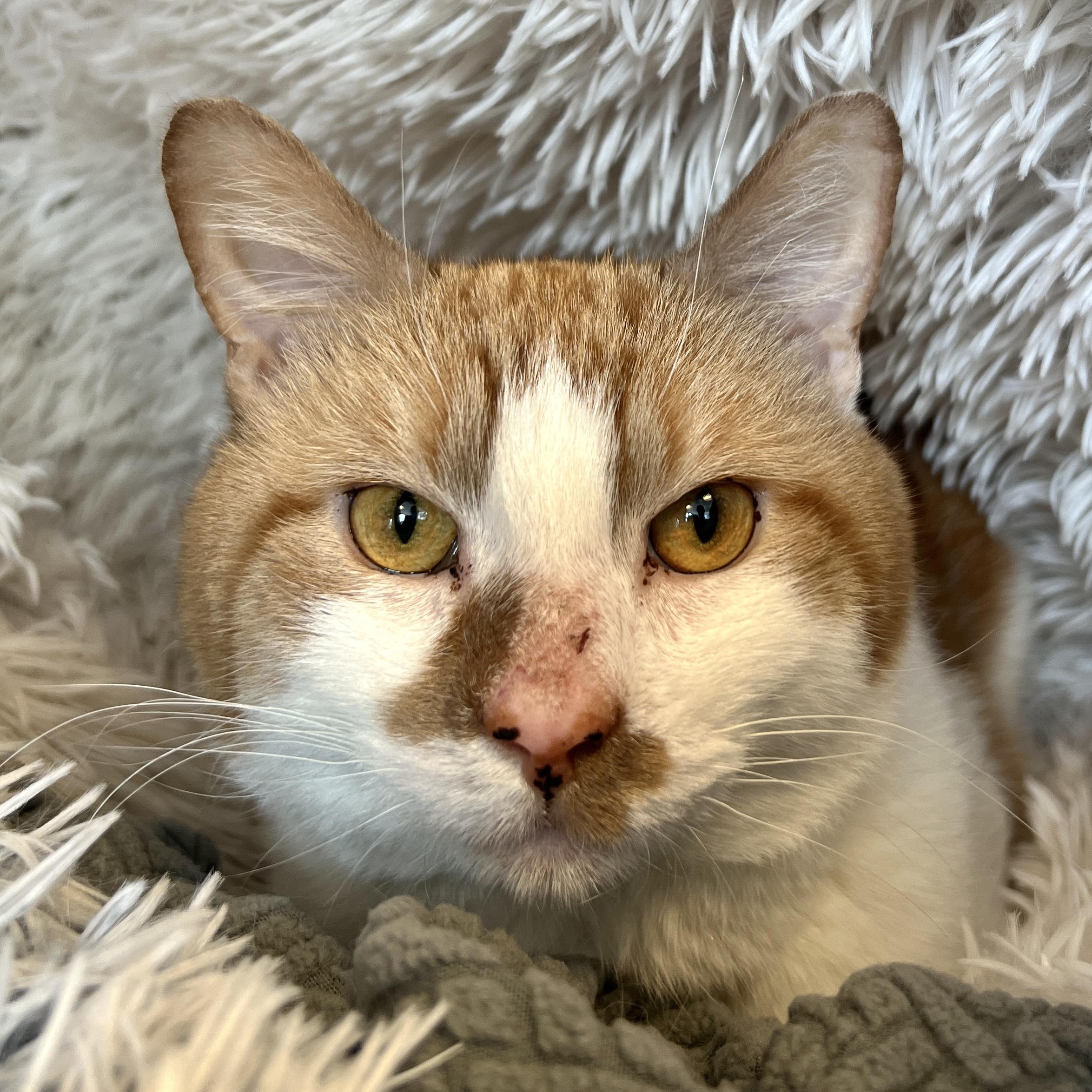 Enlarge Pouch, a ADOPTABLE Domestic Short Hair in Eatontown, NJ image 1/3