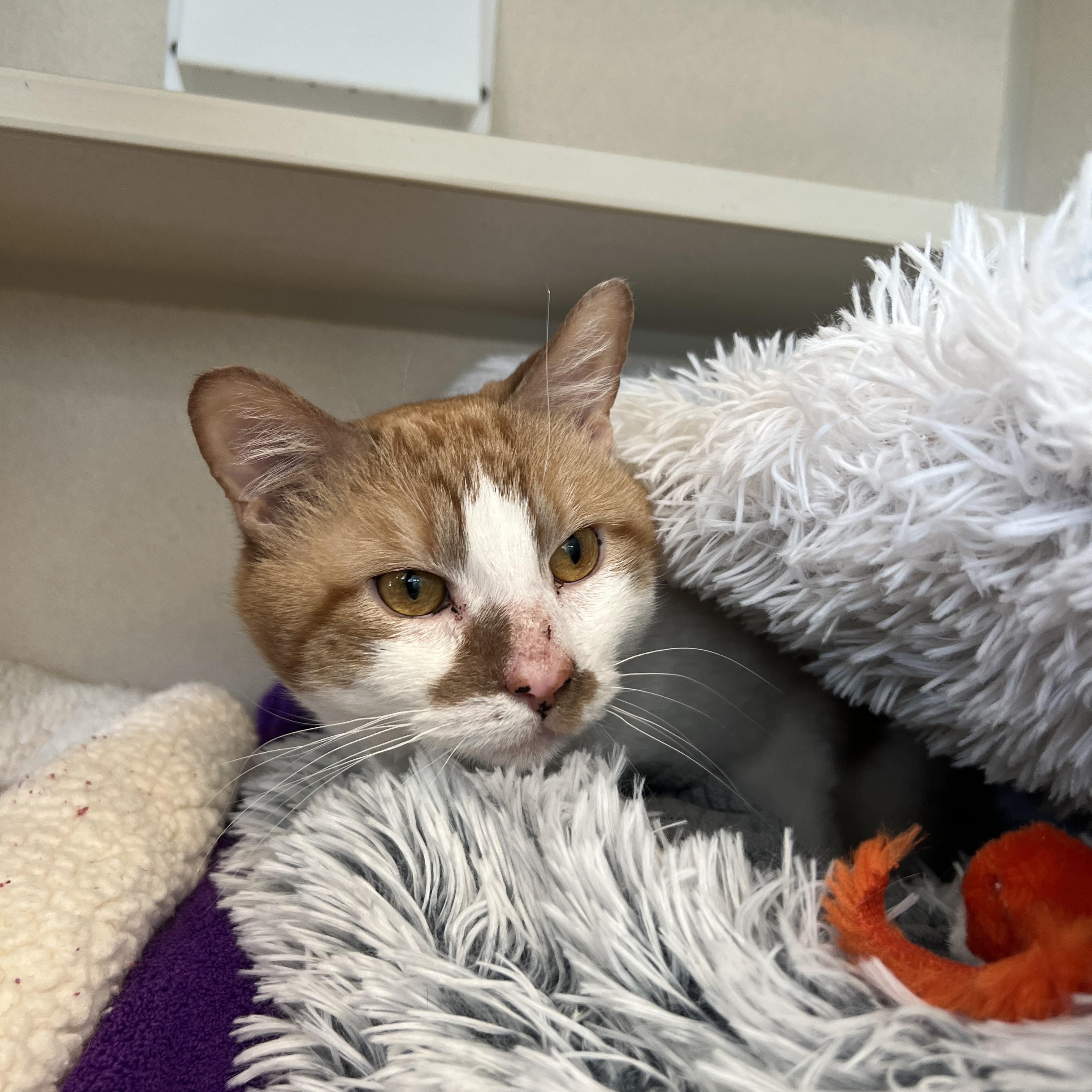 Enlarge Pouch, a ADOPTABLE Domestic Short Hair in Eatontown, NJ image 3/3