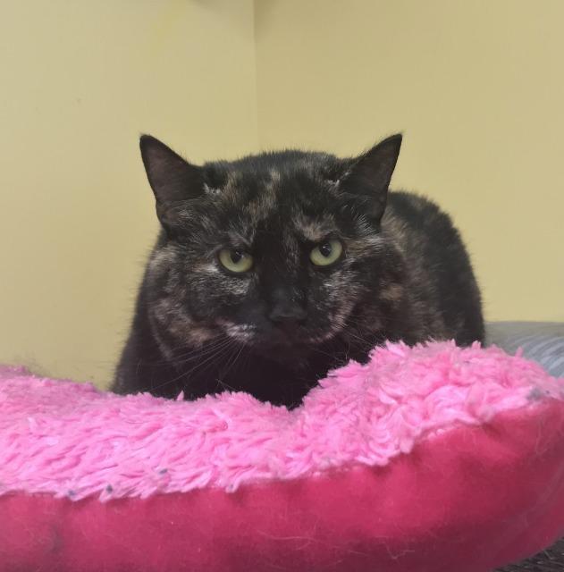 Enlarge Sansa, a ADOPTABLE Domestic Short Hair in Saranac Lake, NY image 1/2