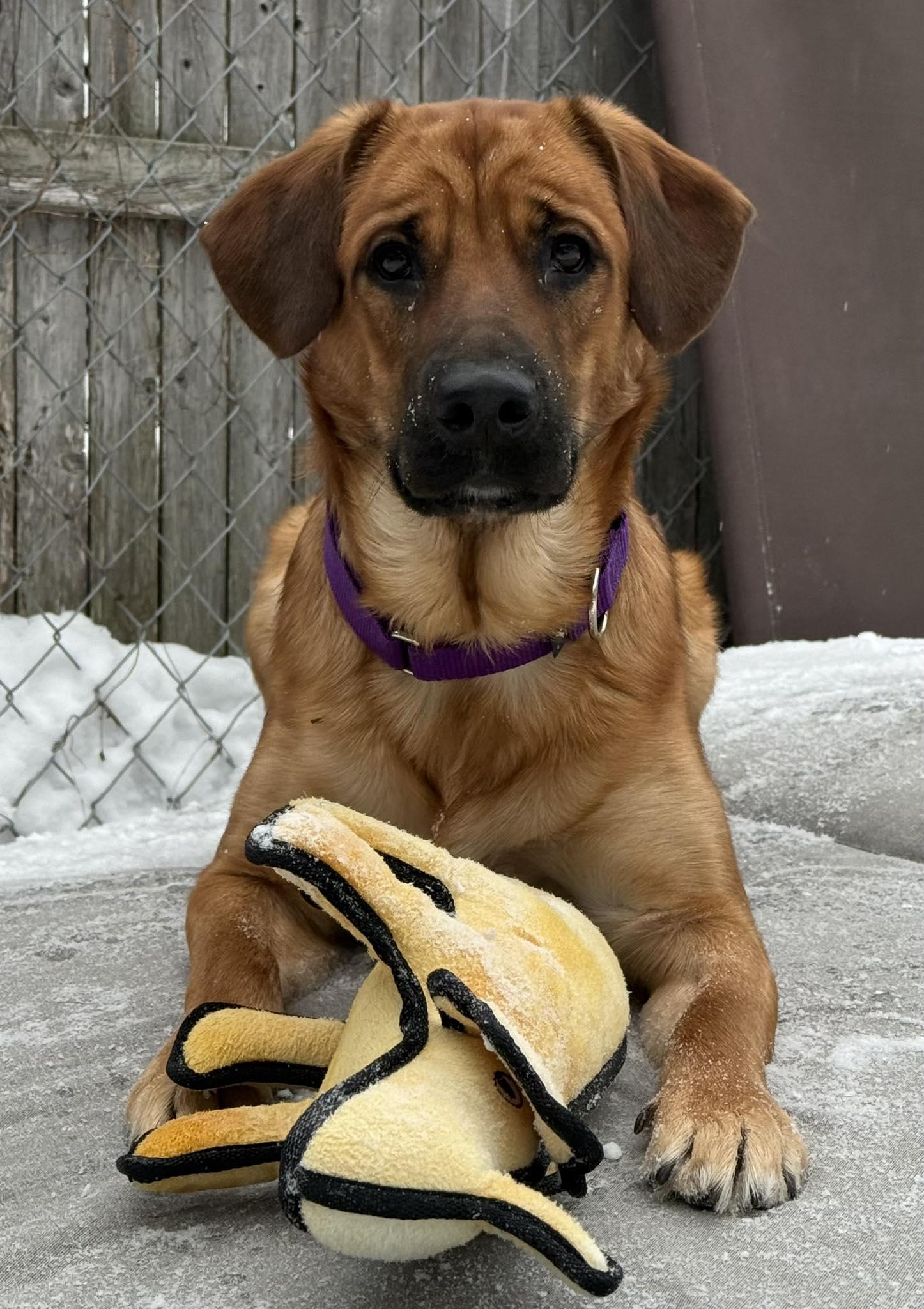 Enlarge Sansa, a ADOPTABLE Domestic Short Hair in Saranac Lake, NY image 2/2