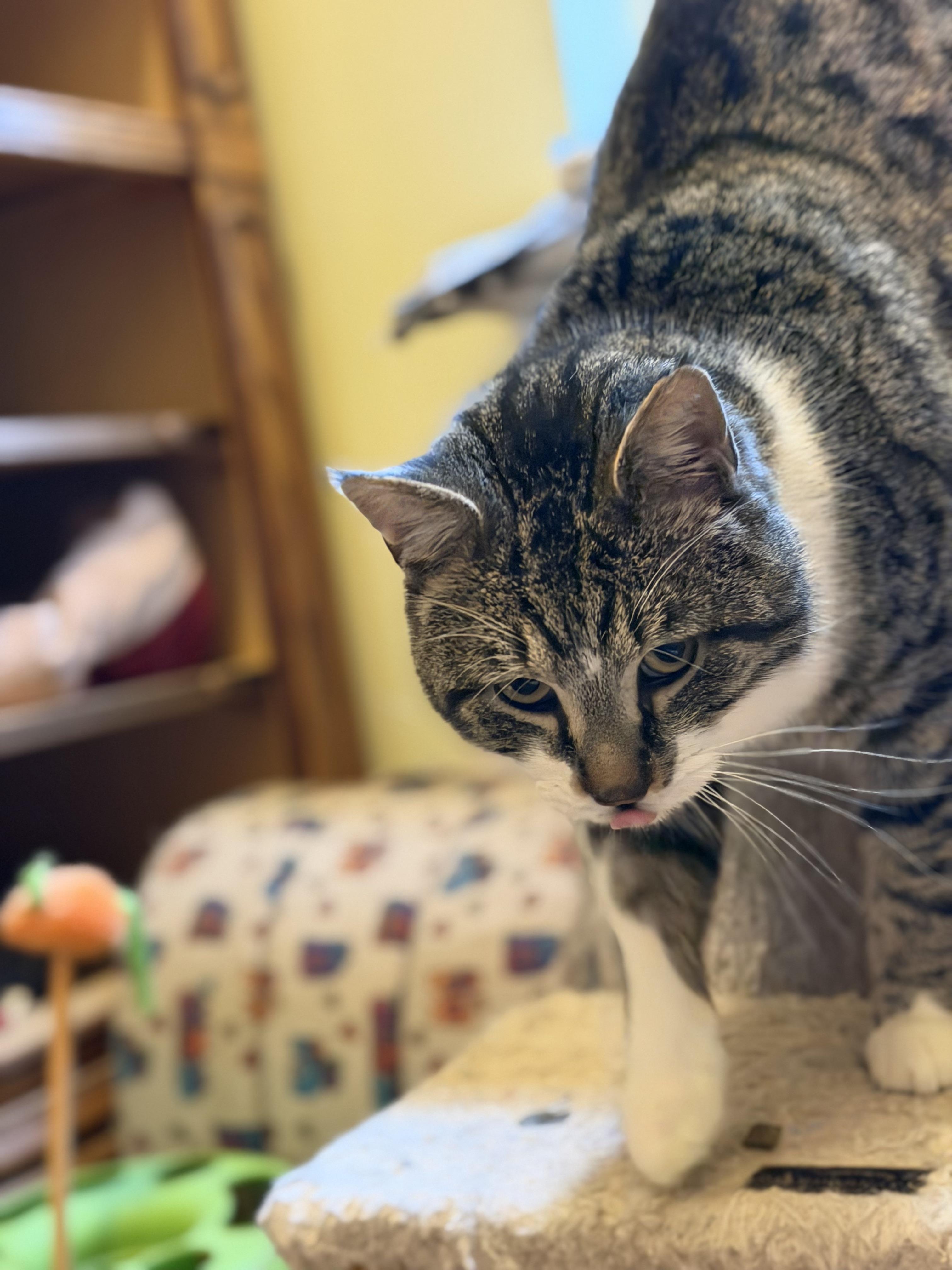 Enlarge King Fergus, an adopted mixed breed in Plain City, OH image 6/6