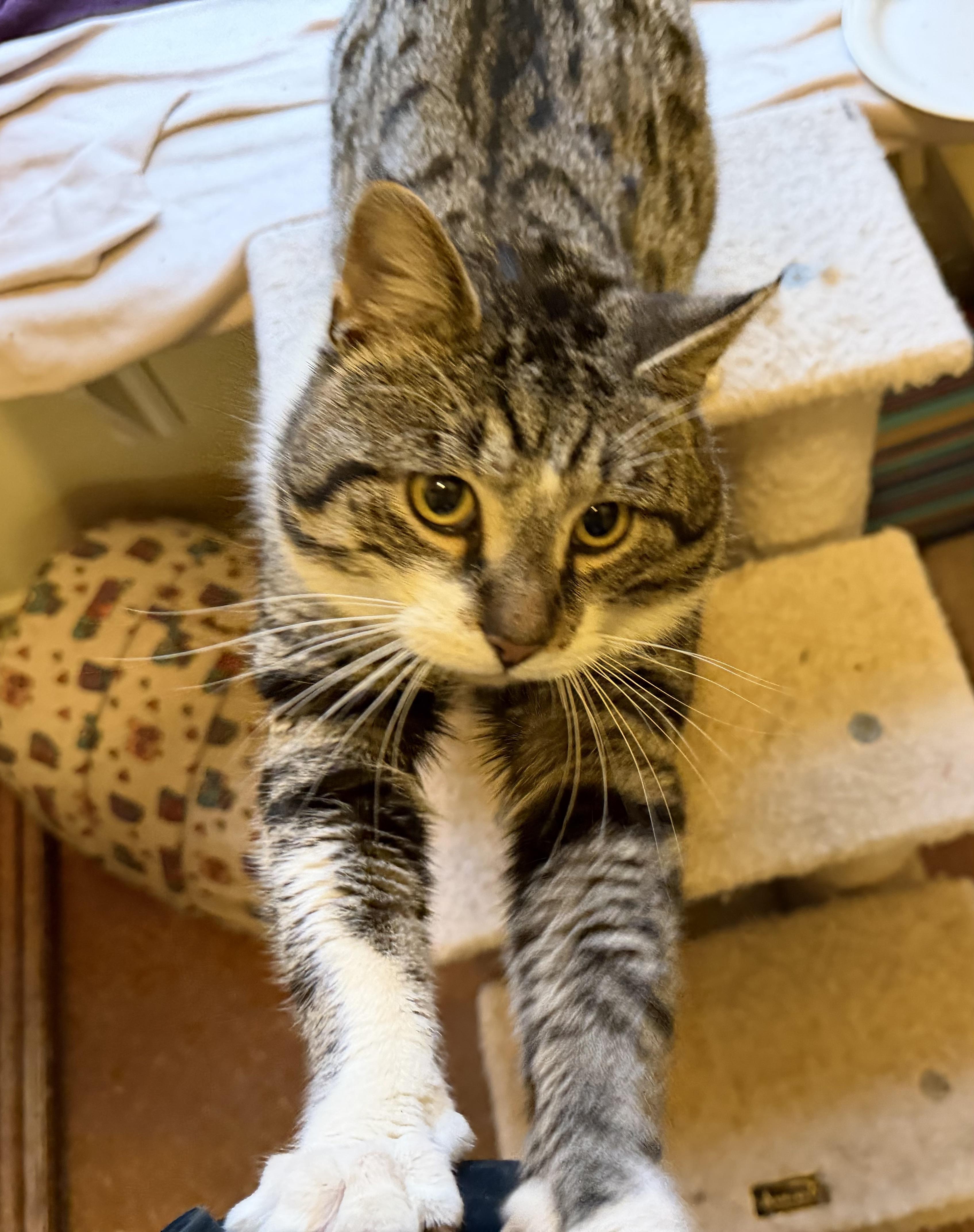 Enlarge King Fergus, an adopted mixed breed in Plain City, OH image 2/6