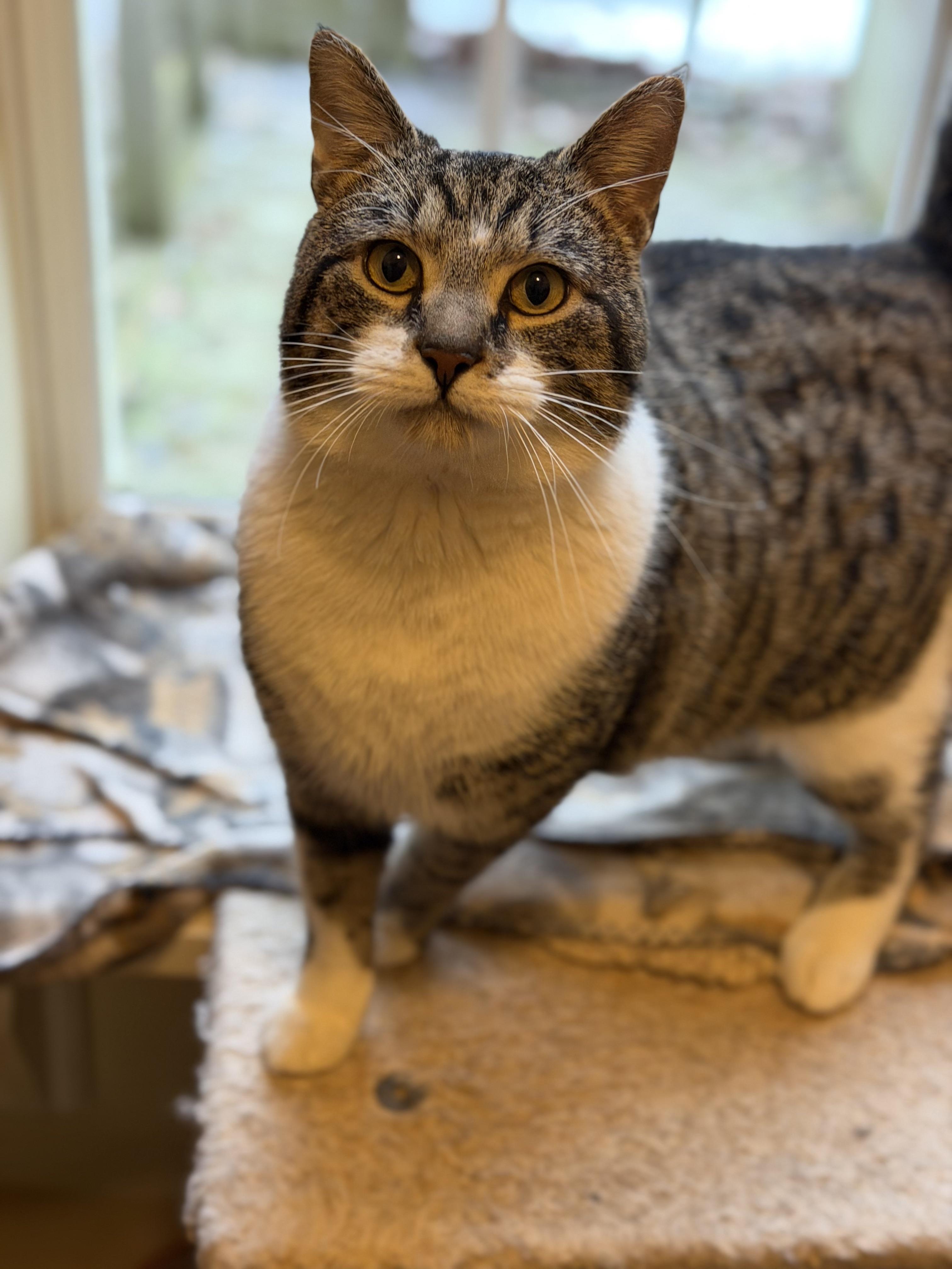 Enlarge King Fergus, an adopted mixed breed in Plain City, OH image 4/6