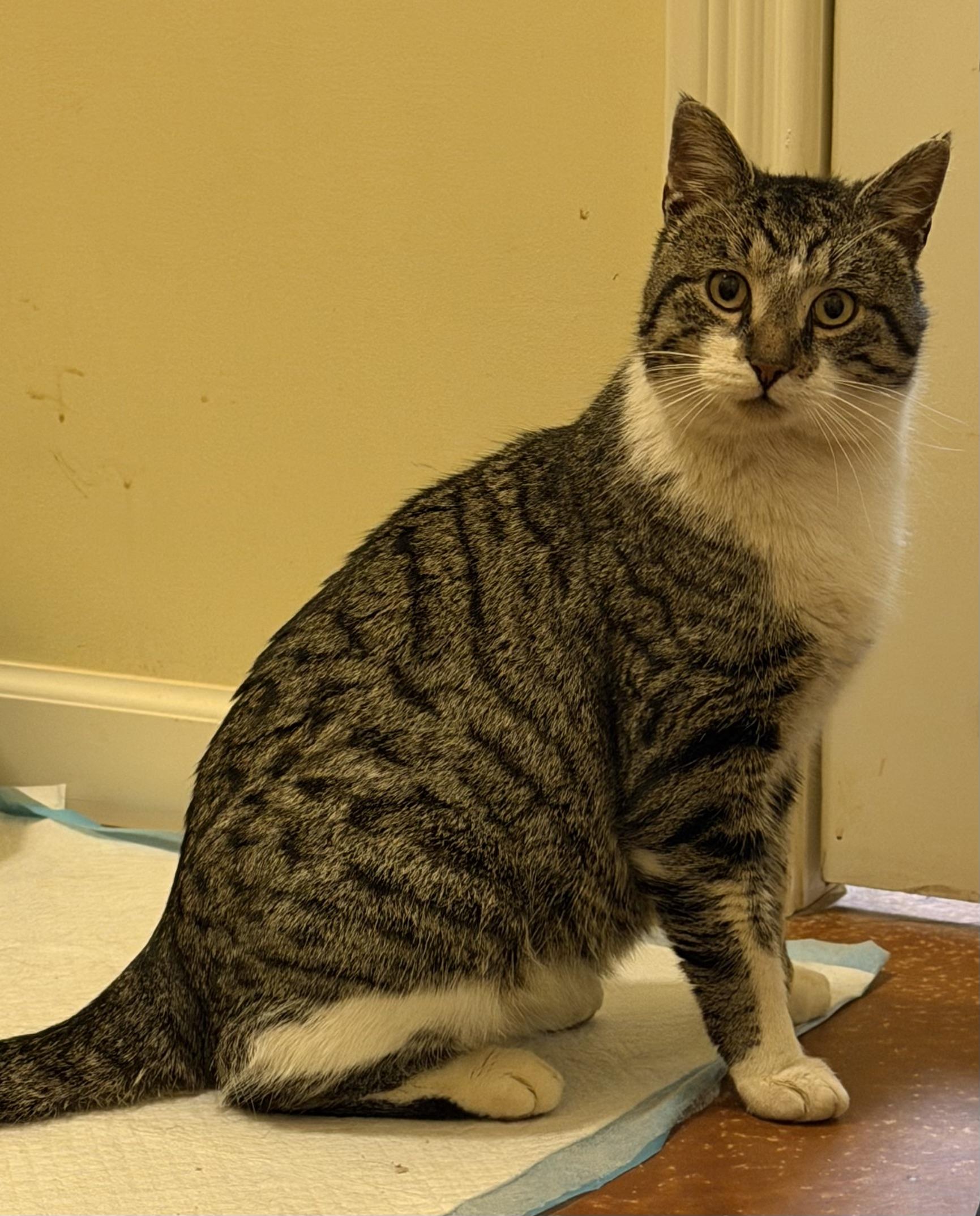 Enlarge King Fergus, an adopted mixed breed in Plain City, OH image 3/6