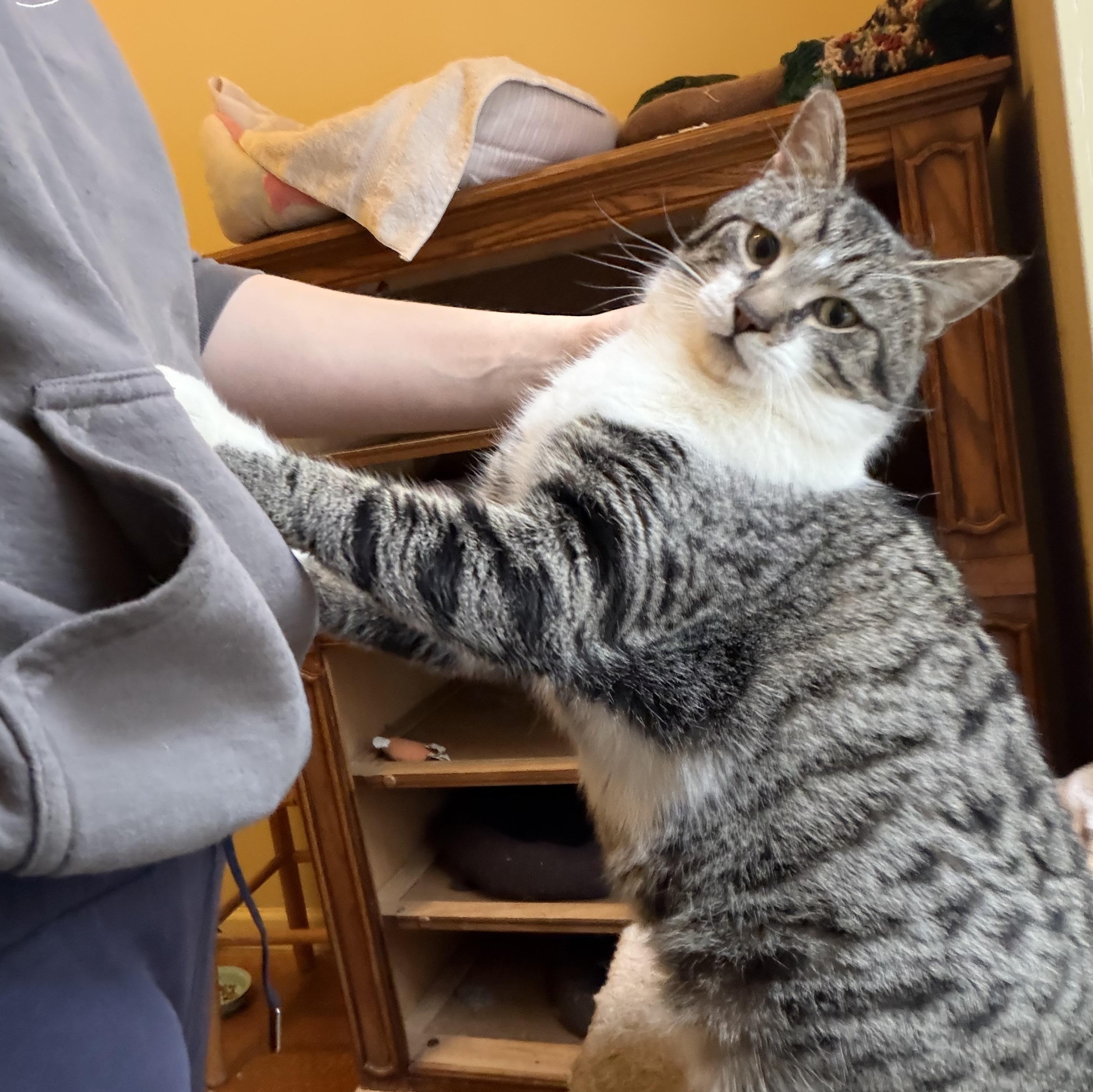 Enlarge King Fergus, an adopted mixed breed in Plain City, OH image 5/6