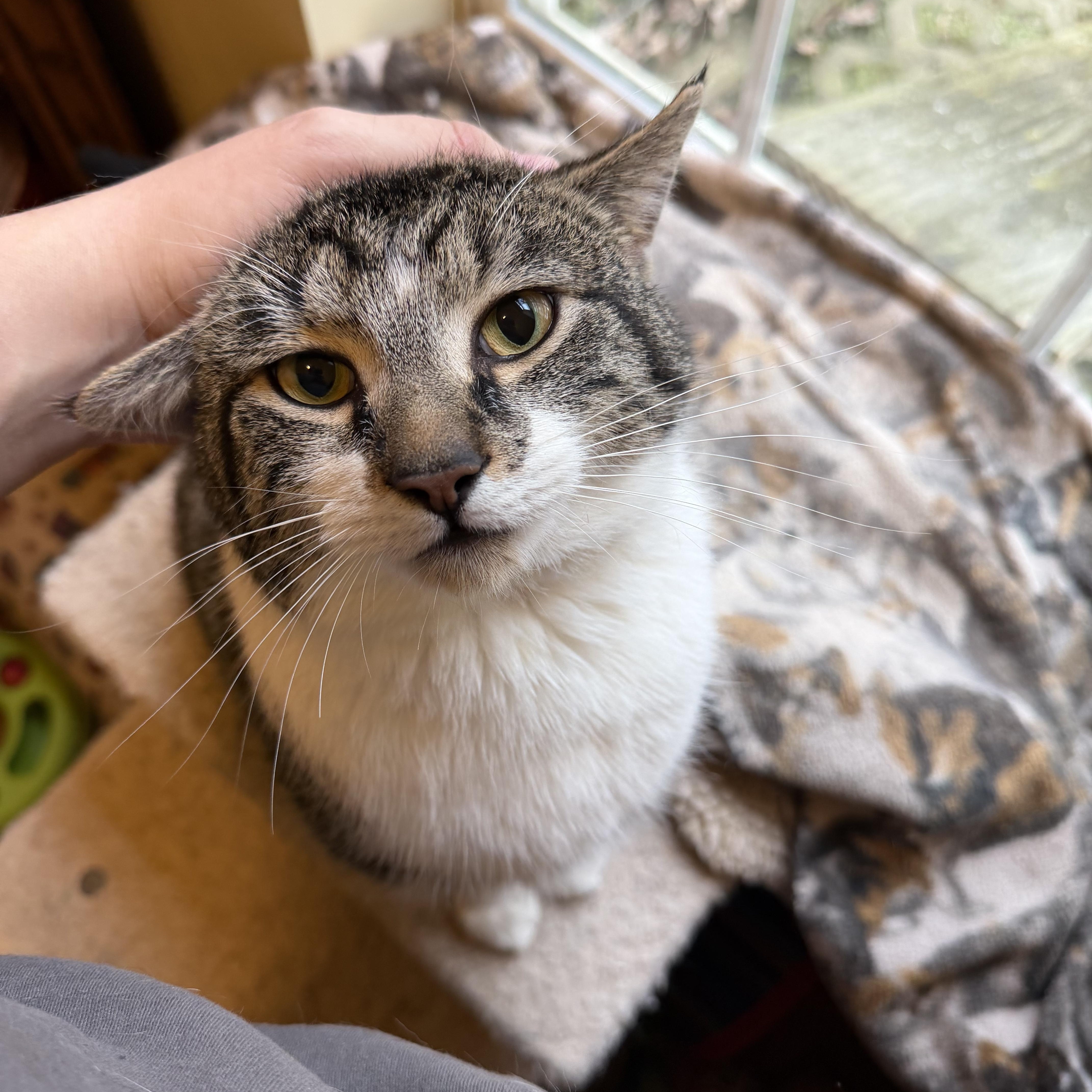 Enlarge King Fergus, an adopted mixed breed in Plain City, OH image 1/6