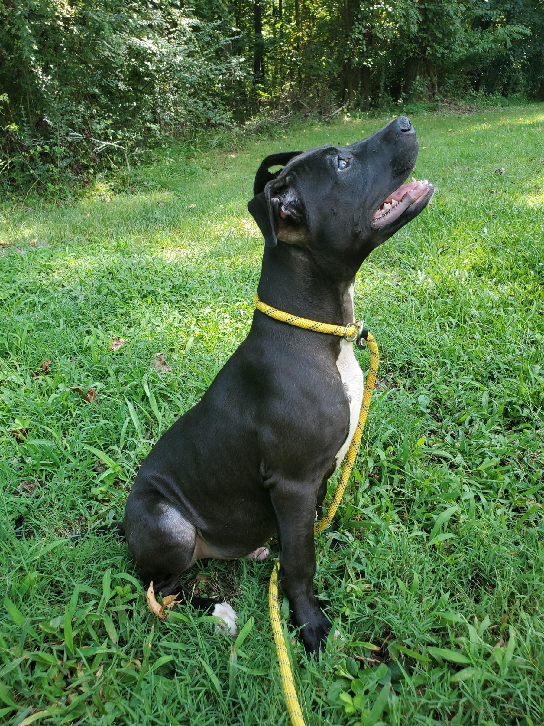 Enlarge Kobe, a Adoptable mixed breed in Petersburg, VA image 3/6