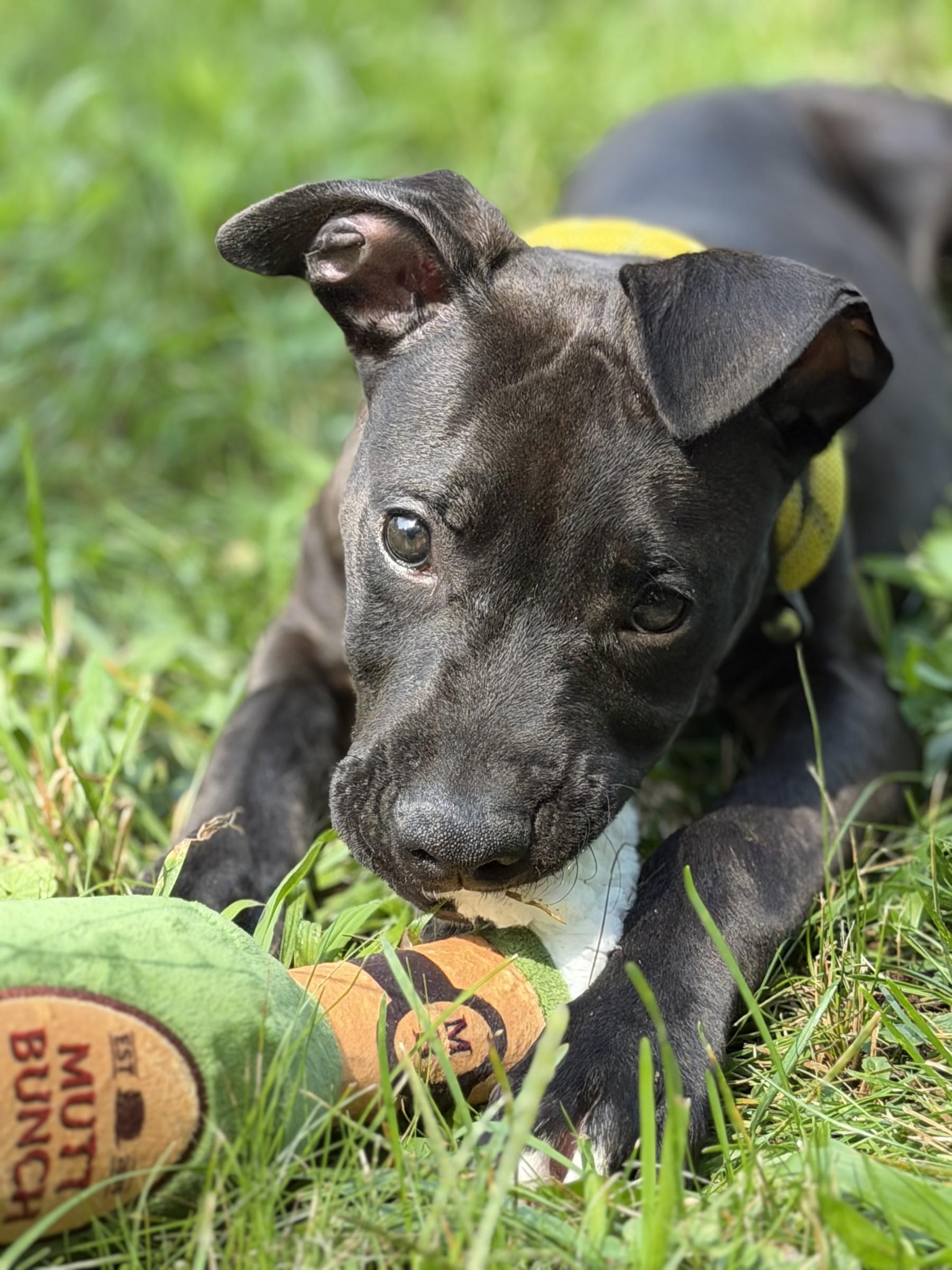 Enlarge Kobe, a Adoptable mixed breed in Petersburg, VA image 5/6
