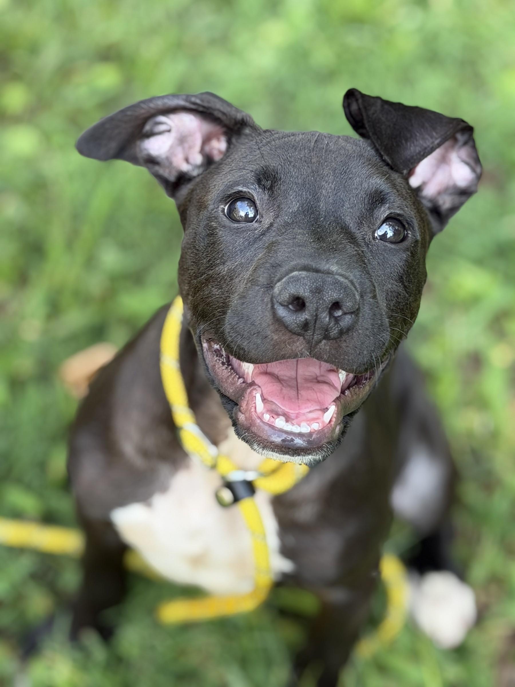 Kobe, Adoptable, Puppy Male Terrier.