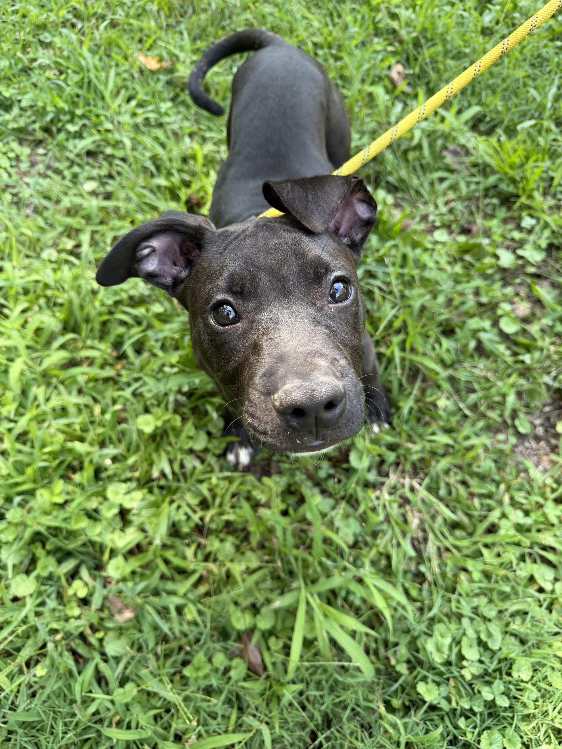 Enlarge Kobe, a Adoptable mixed breed in Petersburg, VA image 6/6