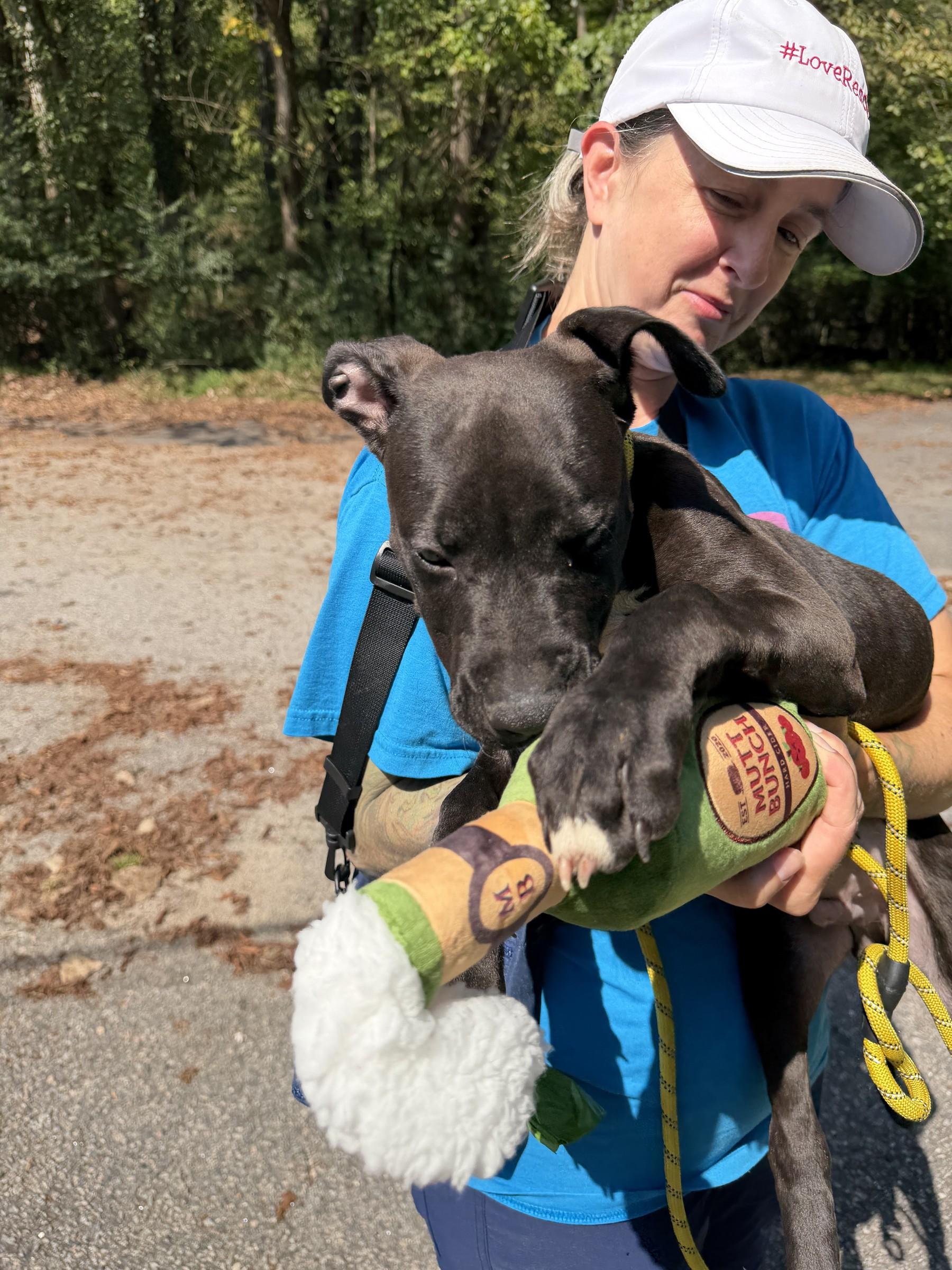 Enlarge Kobe, a Adoptable mixed breed in Petersburg, VA image 4/6