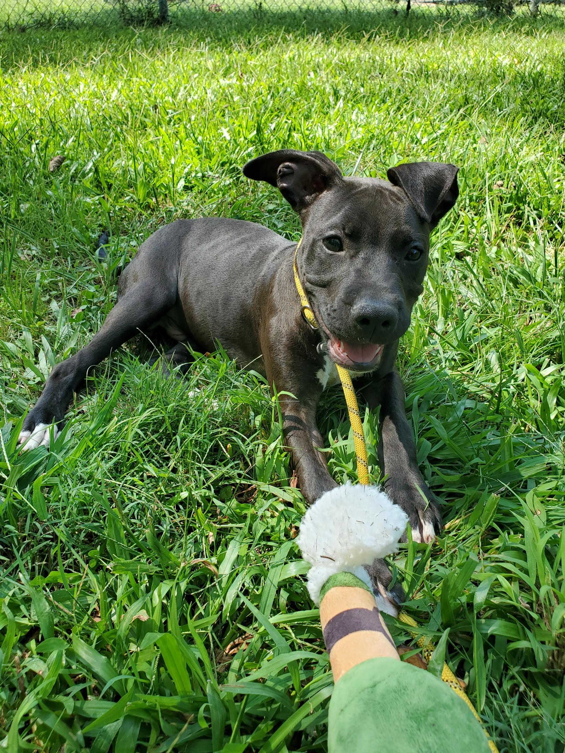 Enlarge Kobe, a Adoptable mixed breed in Petersburg, VA image 2/6