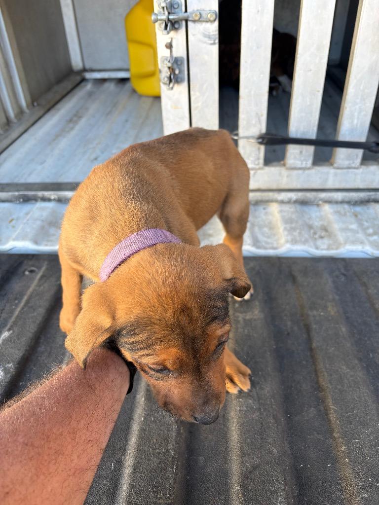 Melvin, Adoptable, Puppy Male Mixed Breed.