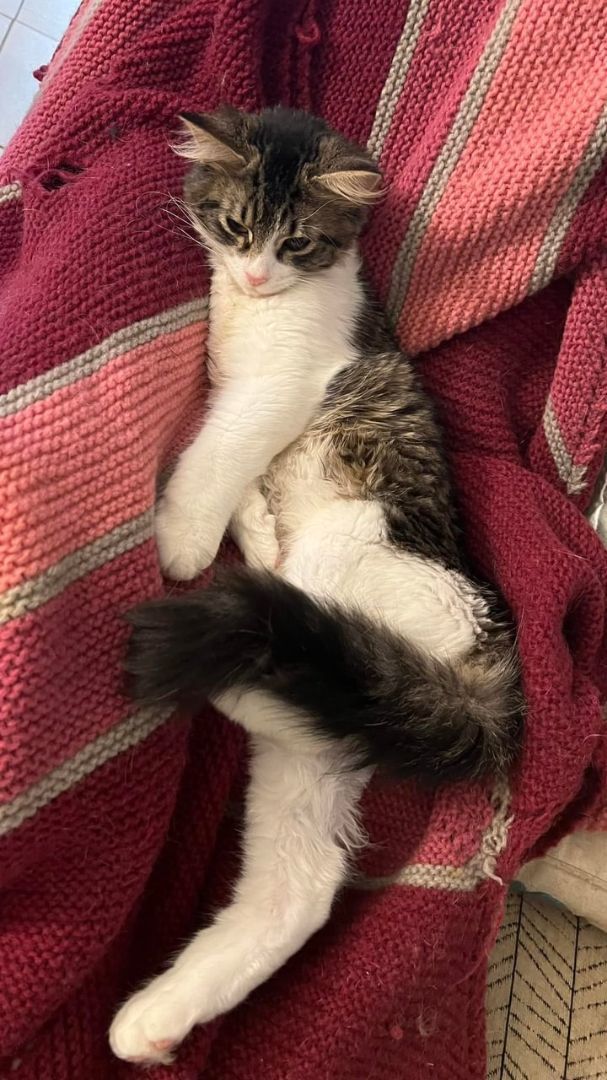 Enlarge Marco, a Adopted Domestic Long Hair in Houston, TX image 1/3