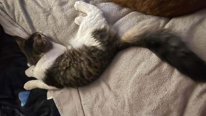 Enlarge Marco, a Adopted Domestic Long Hair in Houston, TX image 2/3