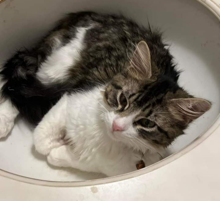 Enlarge Marco, a Adopted Domestic Long Hair in Houston, TX image 3/3